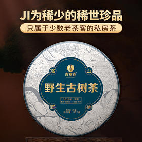 【野生古树茶】2023年临沧千年野生古树茶首采开采高额补贴只属于少数老茶客的私房茶