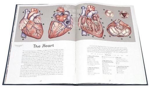 Anatomicum 解剖馆 欢迎来到博物馆系列 青少年英语课外阅读科普读物 精装大开本 英文原版进口原版书籍 商品图2