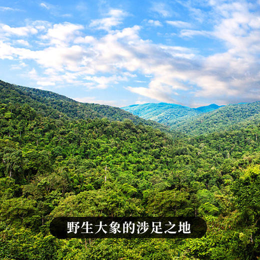 【象牙塘望天树】易武大火山头稀缺高杆资源福利价体验高杆古树茶的魅力好茶只招待骨灰级懂茶人 商品图8