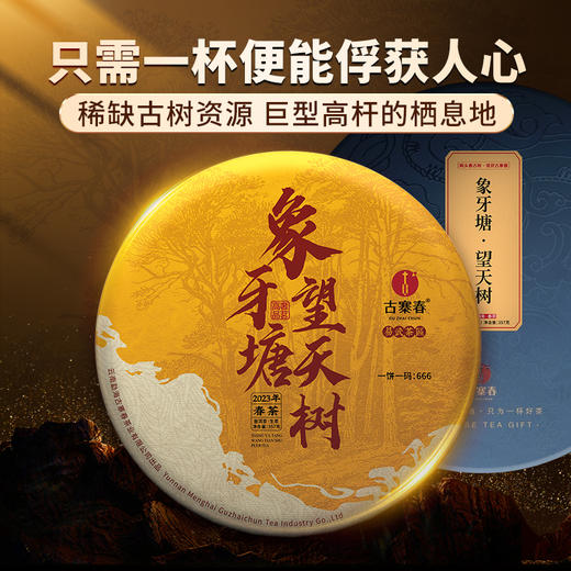 【象牙塘望天树】易武大火山头稀缺高杆资源福利价体验高杆古树茶的魅力好茶只招待骨灰级懂茶人 商品图0