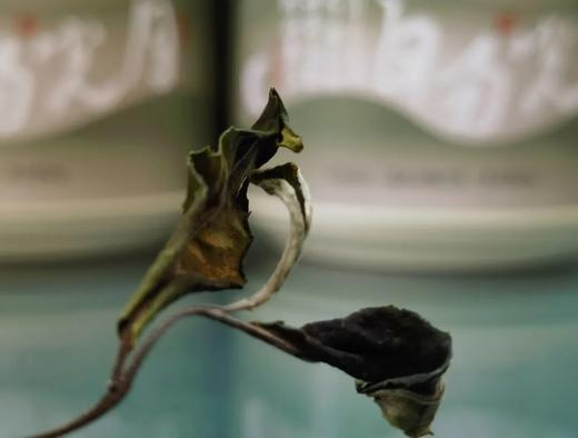 香风迎面 百花盛开 | 携谁隐·月光易白（2023） 商品图5