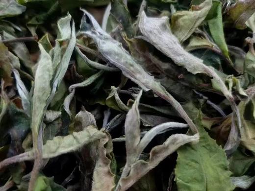 香风迎面 百花盛开 | 携谁隐·月光易白（2023） 商品图7