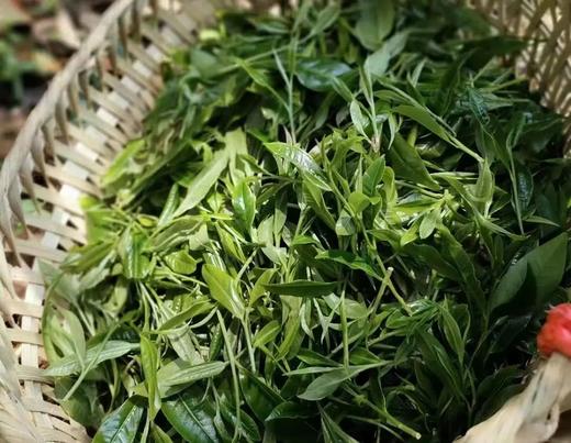 香风迎面 百花盛开 | 携谁隐·月光易白（2023） 商品图1