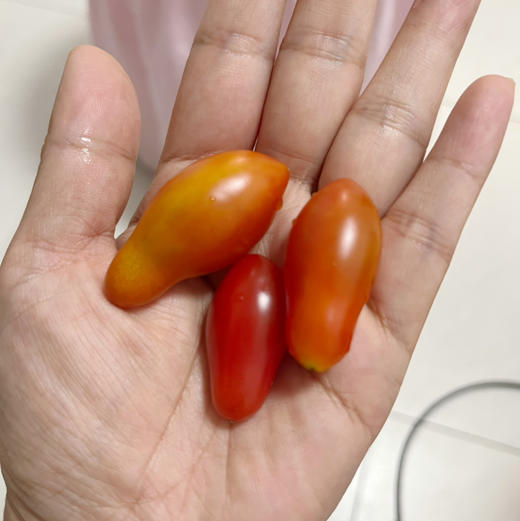 周五配送！房山基地无公害种植，花生柿子🍅，脆甜多汁，柿子味浓！一份3斤 商品图2