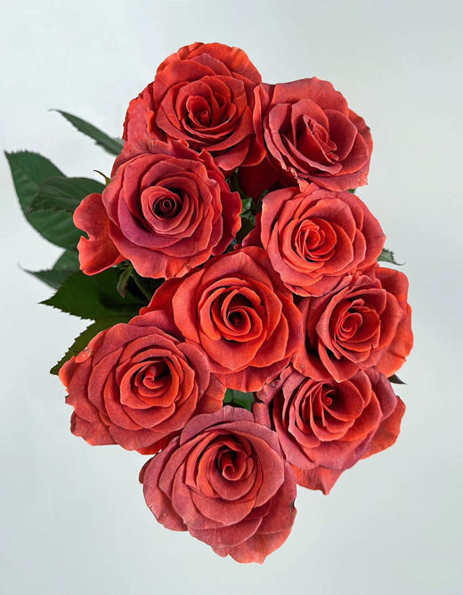 杏仁酒玫瑰【内心充盈者，独行也如众】简小姐精选复古橘色单头玫瑰 杏仁酒 2件包邮 顺丰空运直发 下单5天发出 商品图3