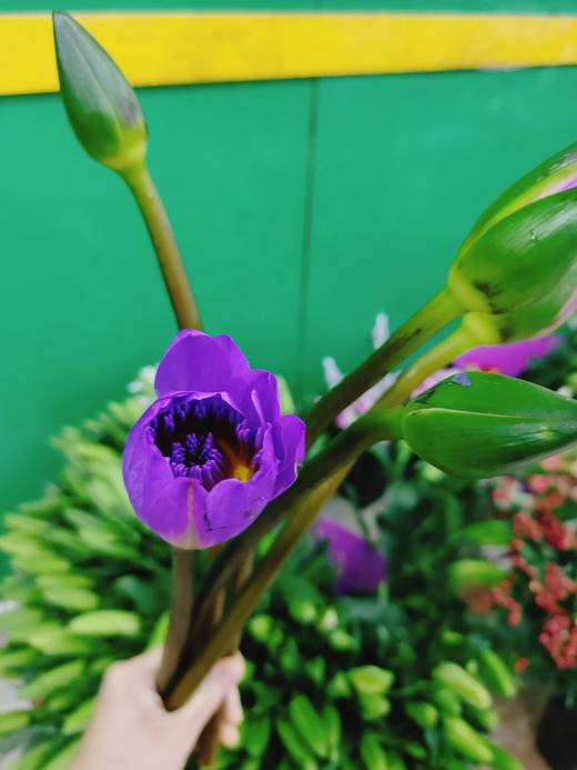 睡莲3支一份 商品图7