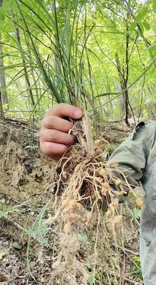 湖北神农架野生麦冬 深山里的稀罕宝贝 具体用法请咨询专业人士! 商品图2