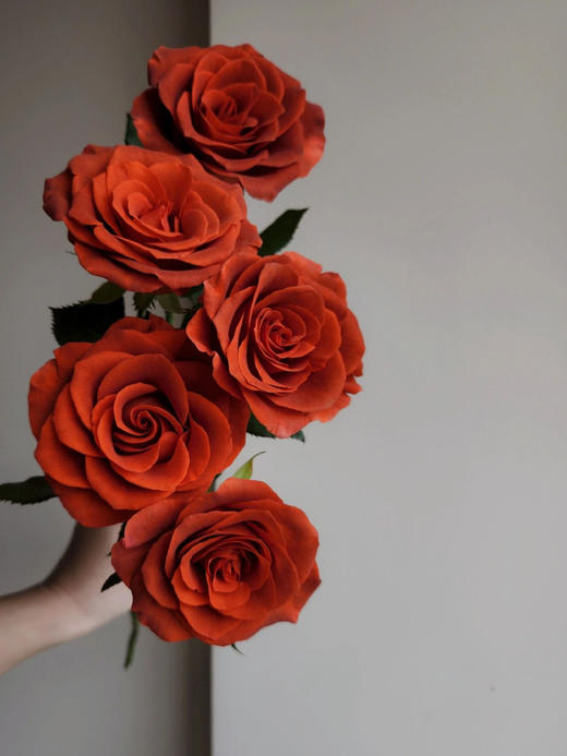 杏仁酒玫瑰【内心充盈者，独行也如众】简小姐精选复古橘色单头玫瑰 杏仁酒 2件包邮 顺丰空运直发 下单5天发出 商品图0