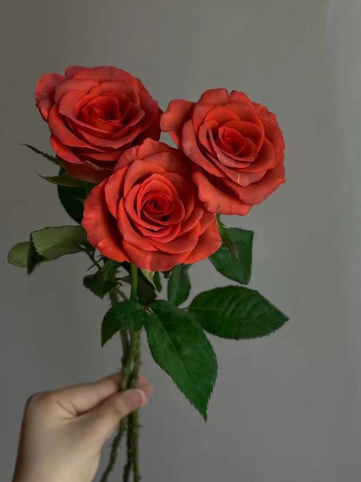 杏仁酒玫瑰【内心充盈者，独行也如众】简小姐精选复古橘色单头玫瑰 杏仁酒 2件包邮 顺丰空运直发 下单5天发出 商品图6