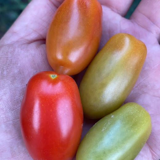 周五配送！房山基地无公害种植，花生柿子🍅，脆甜多汁，柿子味浓！一份3斤 商品图1