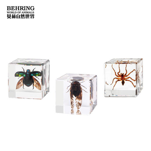 贝林自然世界盲盒系列昆虫王国盲盒 商品图3