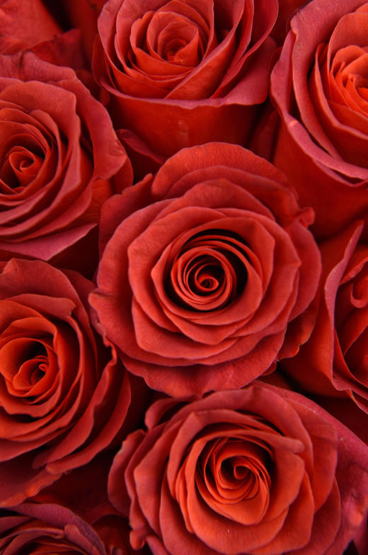 杏仁酒玫瑰【内心充盈者，独行也如众】简小姐精选复古橘色单头玫瑰 杏仁酒 2件包邮 顺丰空运直发 下单5天发出 商品图7