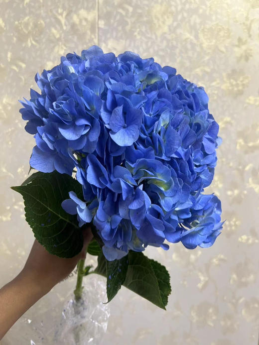 【国产绣球】海蓝色  单枝 商品图5