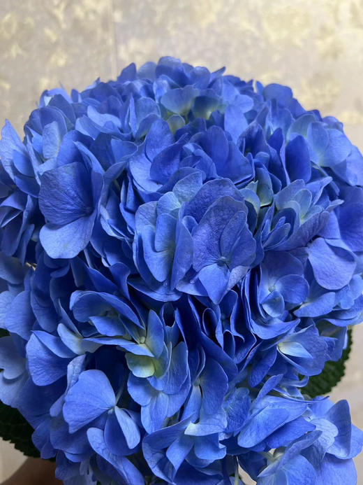 【国产绣球】海蓝色  单枝 商品图4