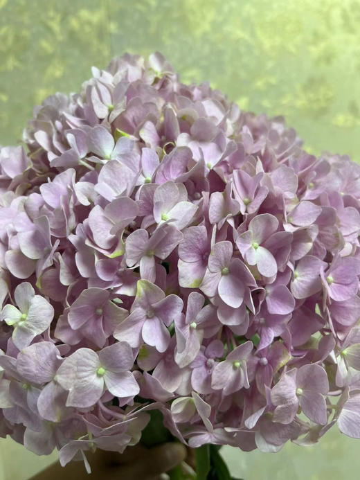 【国产绣球】浅粉色  单枝 商品图5