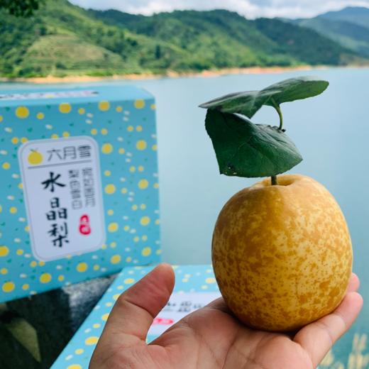 连州水晶梨4.5斤装 酥脆汁丰盈 商品图0