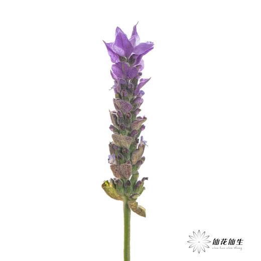 配花 ｜ 薰衣草 商品图2