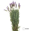 配花 ｜ 薰衣草 商品缩略图4