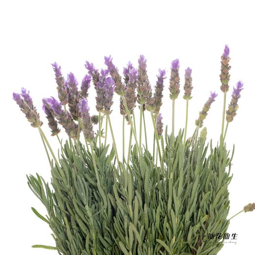 配花 ｜ 薰衣草 商品图5