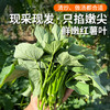 密云新鲜现摘红薯叶300g    农家肥种植  鲜嫩可口  吃法多样 商品缩略图0
