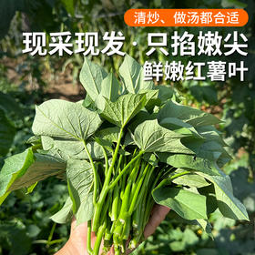 密云新鲜现摘红薯叶300g    农家肥种植  鲜嫩可口  吃法多样