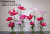 满庭芳组合（运费自理） 商品缩略图9