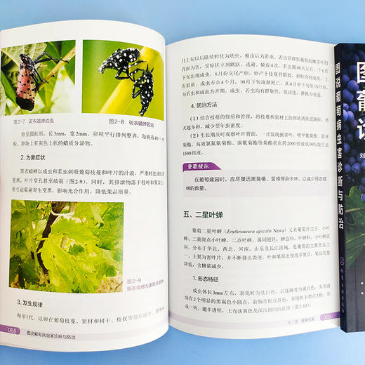 图说葡萄病虫害诊断与防治 商品图4