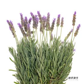 配花 ｜ 薰衣草