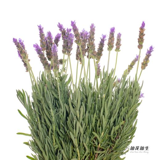 配花 ｜ 薰衣草 商品图0