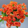 多头玫瑰 橙色芭比 10支/扎 云南基地发货 （价格已包含包装费用） 运费以实际为准，多退少补。 商品缩略图0
