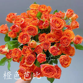 多头玫瑰 橙色芭比 10支/扎 云南基地发货 （价格已包含包装费用） 运费以实际为准，多退少补。
