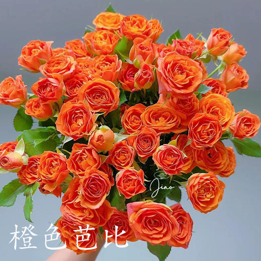 多头玫瑰 橙色芭比 10支/扎 云南基地发货 （价格已包含包装费用） 运费以实际为准，多退少补。 商品图0