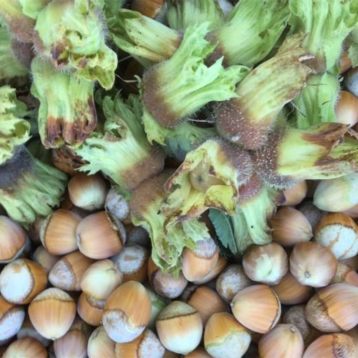 长白山野生松子 松子仁 榛子仁 松子通过有机认证（野生采集认证） 商品图10