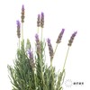 配花 ｜ 薰衣草 商品缩略图3