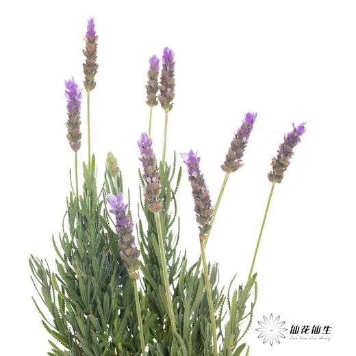 配花 ｜ 薰衣草 商品图3