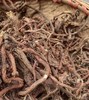 湖北神农架野生沙参 丹参 深山里的稀罕宝贝 具体用法请咨询专业人士! 商品缩略图5