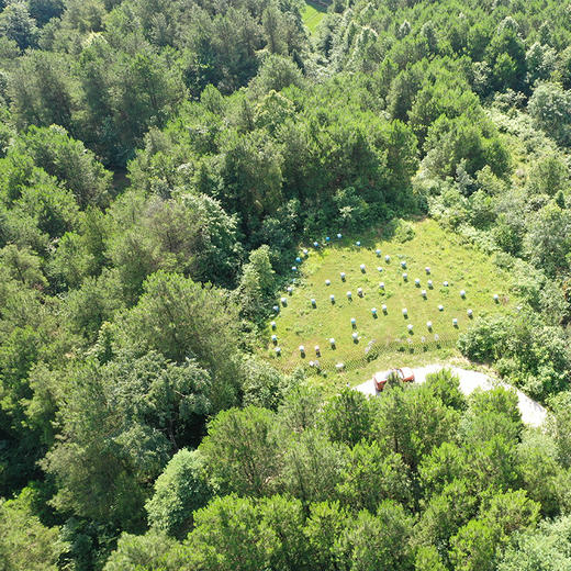 贵州土蜂蜜 500g/瓶 大山里的山花蜜 苗家圆圆 商品图6