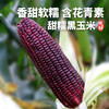 农家新鲜现摘黑甜糯玉米 含花青素  紫玉米  黑棒子 3斤/5斤 商品缩略图0