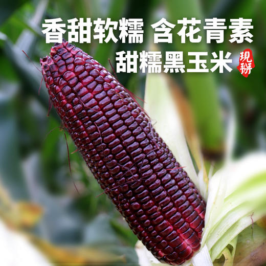 农家新鲜现摘黑甜糯玉米 含花青素  紫玉米  黑棒子 3斤/5斤 商品图0