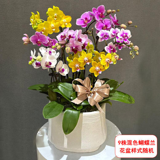 蝴蝶兰盆栽开花带花苞好养兰花开业开张乔迁结婚生日祝福送礼（花盆样式随机） 商品图2