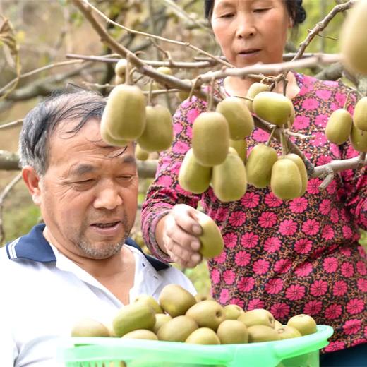 【四川蒲江 • 红心猕猴桃】 新鲜采摘 果肉细嫩 香甜多汁 鲜嫩甜 营养丰富，健康美味 商品图4