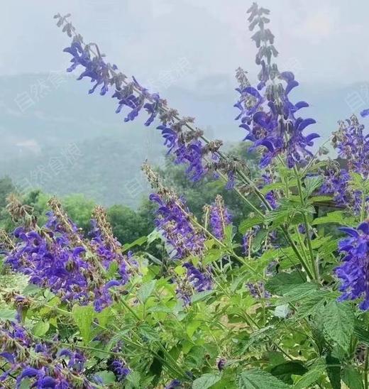 湖北神农架野生沙参 丹参 深山里的稀罕宝贝 具体用法请咨询专业人士! 商品图4