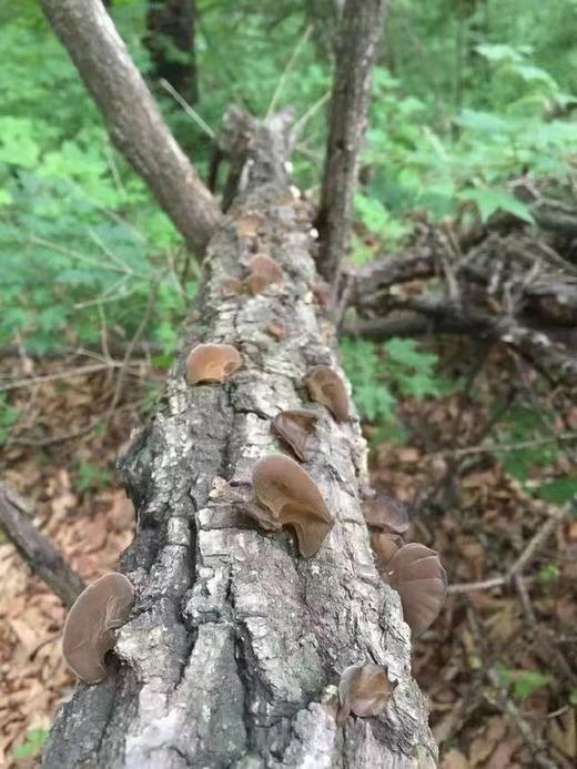 长白山椴树碗耳 通过有机认证（野生采集） 不用硫磺熏，无添加 商品图6