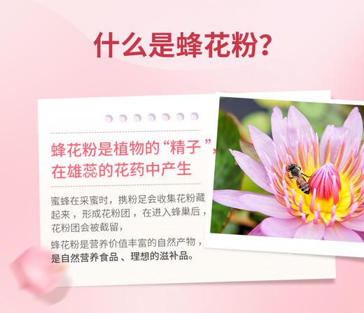 【汪氏】莲花花粉 商品图1