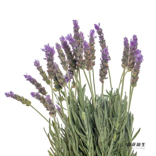 配花 ｜ 薰衣草 商品图6