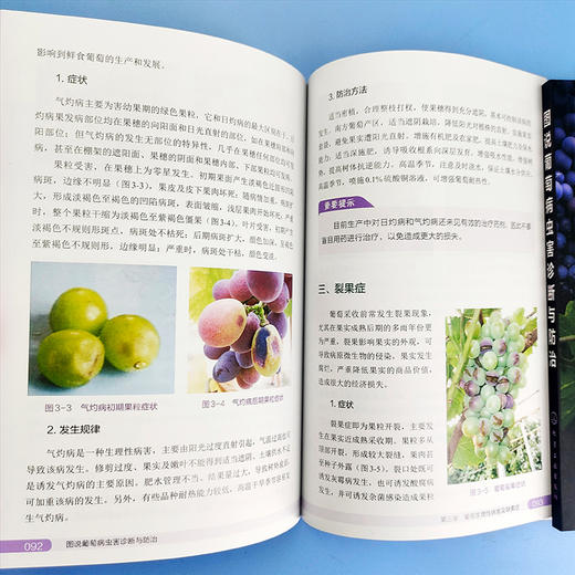 图说葡萄病虫害诊断与防治 商品图5