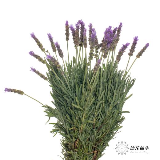 配花 ｜ 薰衣草 商品图1