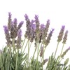 配花 ｜ 薰衣草 商品缩略图7
