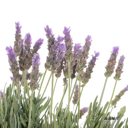 配花 ｜ 薰衣草 商品图7