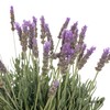 配花 ｜ 薰衣草 商品缩略图8